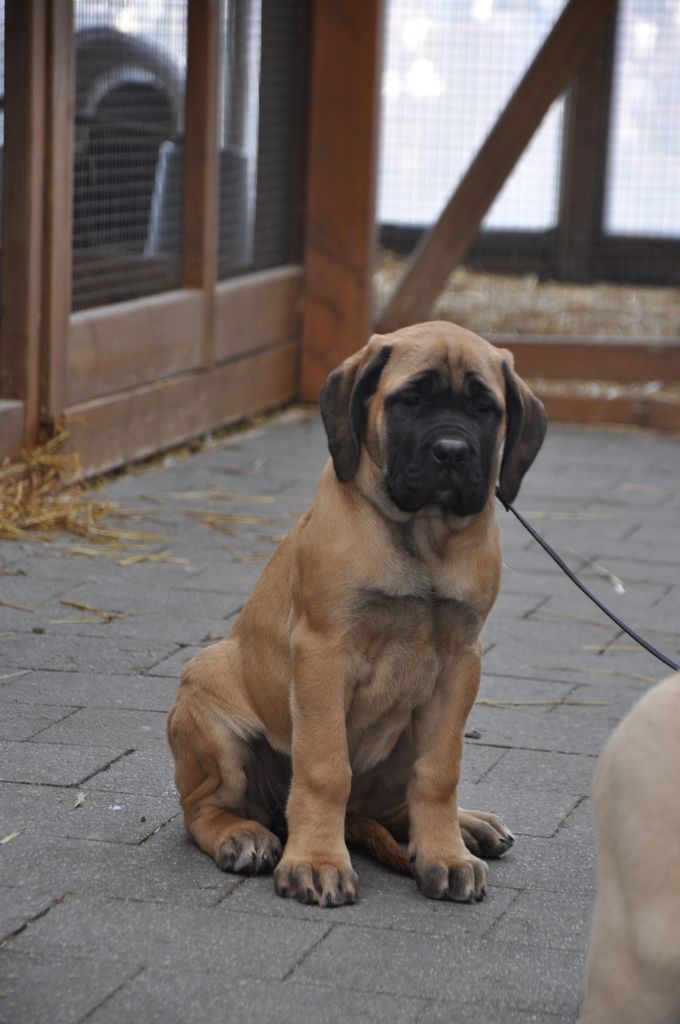 De Bel'eva - Chiot disponible  - Mastiff