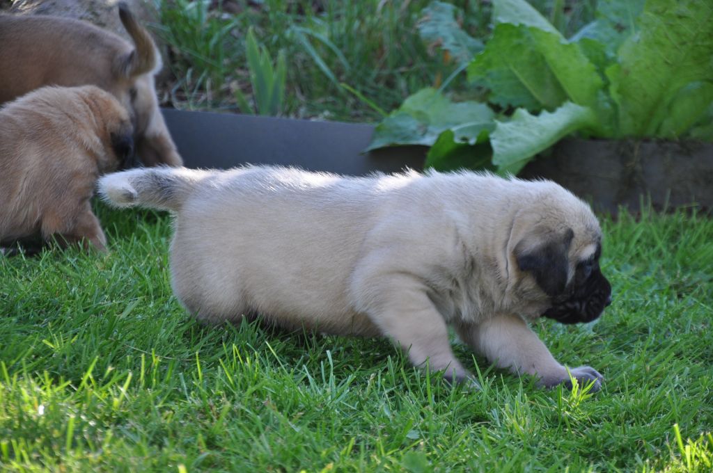 De Bel'eva - Chiot disponible  - Mastiff