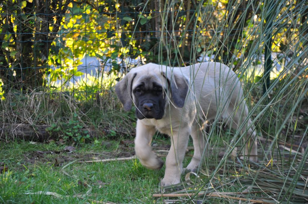 De Bel'eva - Chiot disponible  - Mastiff