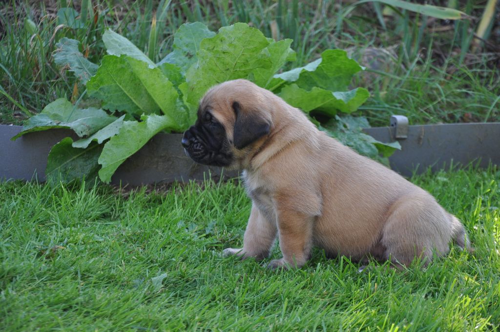 De Bel'eva - Chiot disponible  - Mastiff