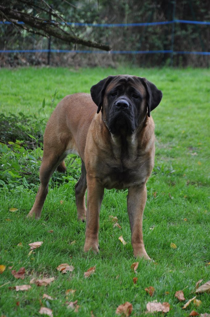 Victoria queen De Bel'eva