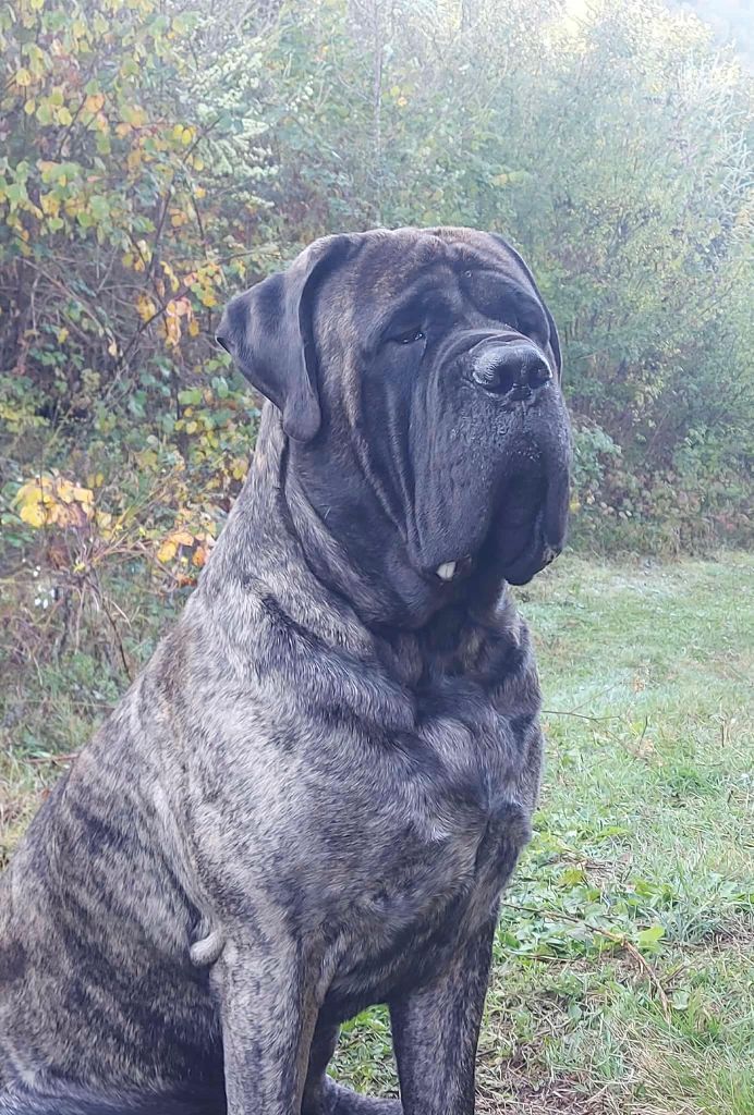 Senaib king De Bel'eva