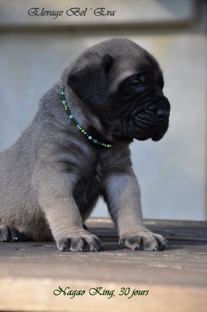 De Bel'eva - Mastiff - Portée née le 14/09/2017