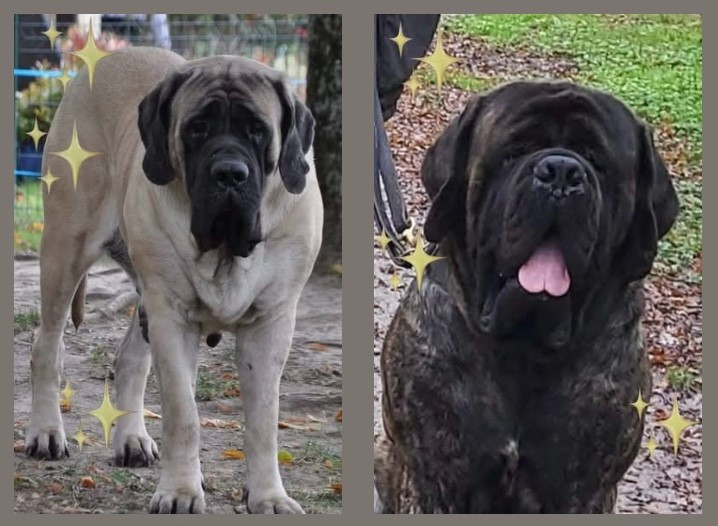 Chiot Mastiff De Bel'eva