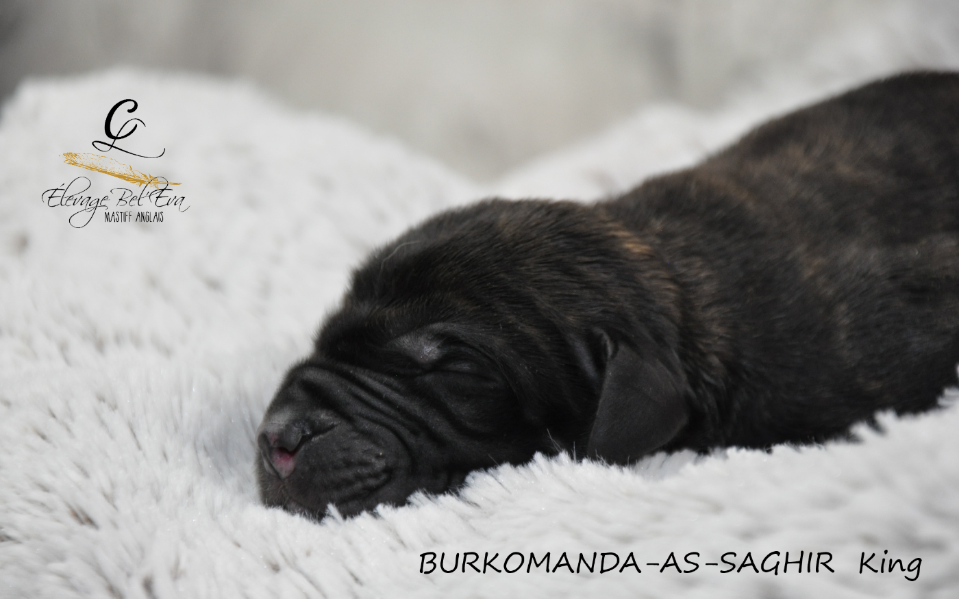 De Bel'eva - Chiots disponibles - Mastiff