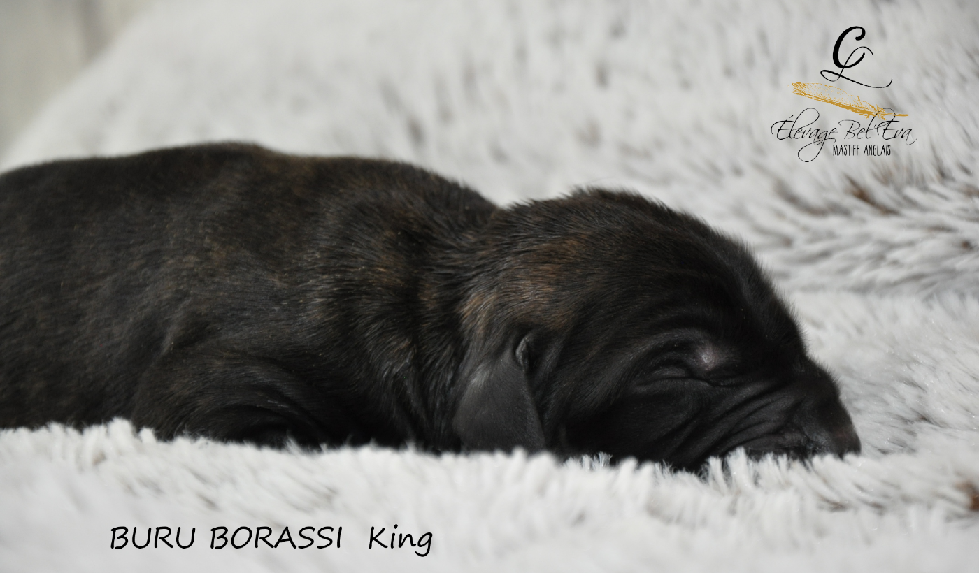 De Bel'eva - Chiots disponibles - Mastiff