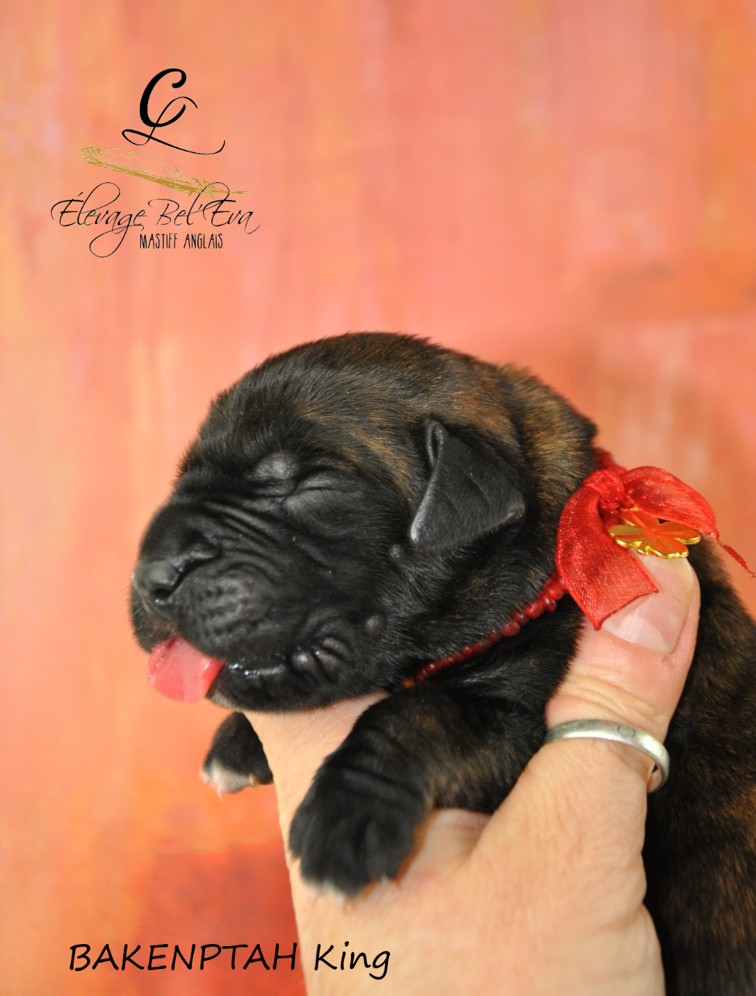 De Bel'eva - Chiots disponibles - Mastiff