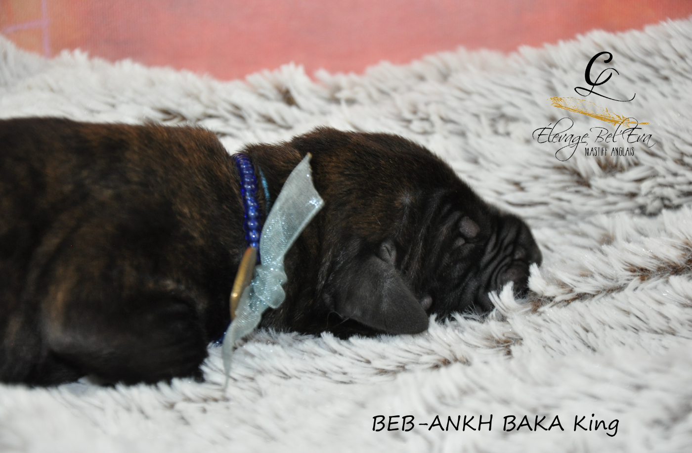 De Bel'eva - Chiots disponibles - Mastiff