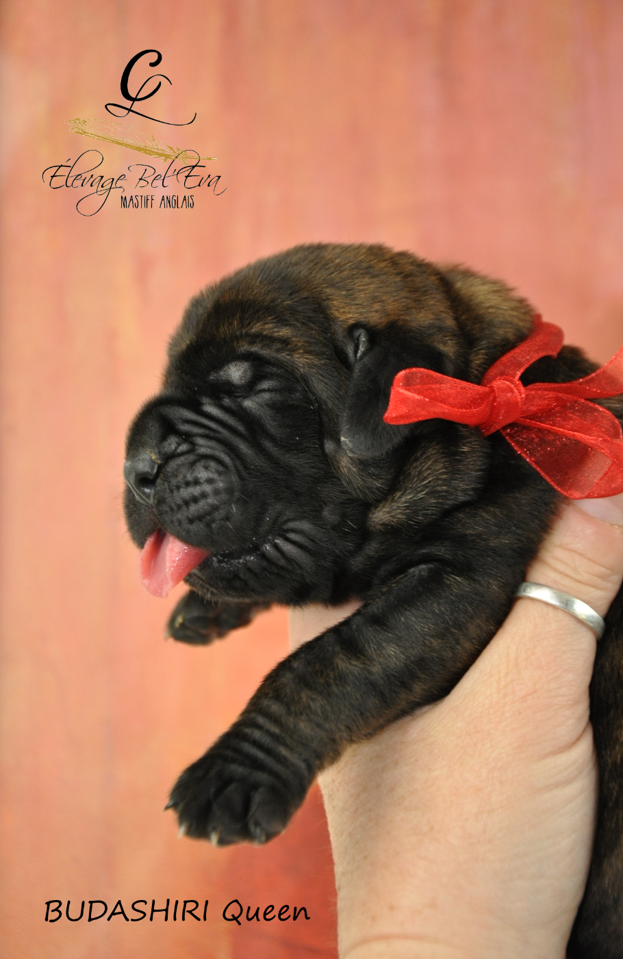 De Bel'eva - Chiots disponibles - Mastiff