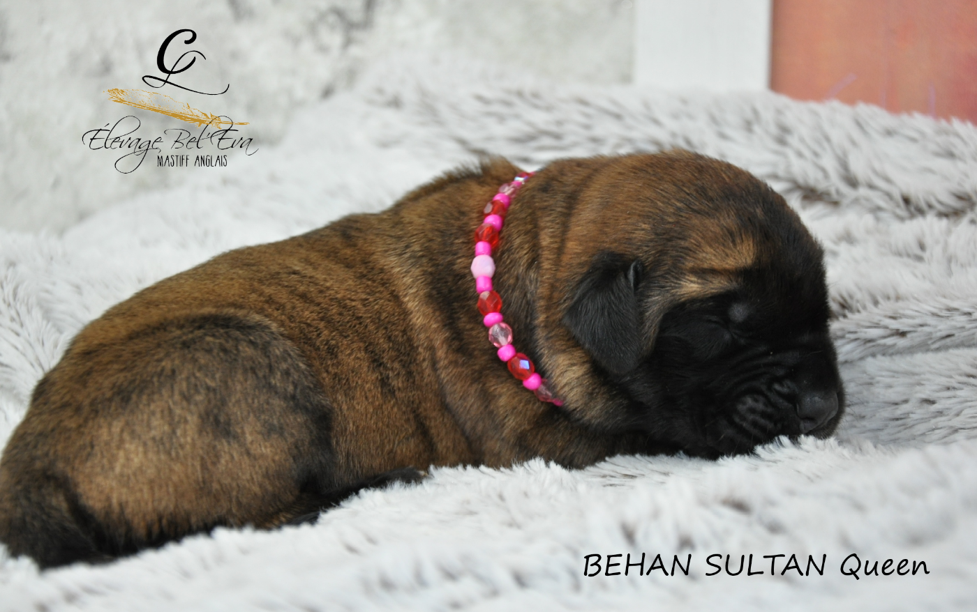 De Bel'eva - Chiots disponibles - Mastiff