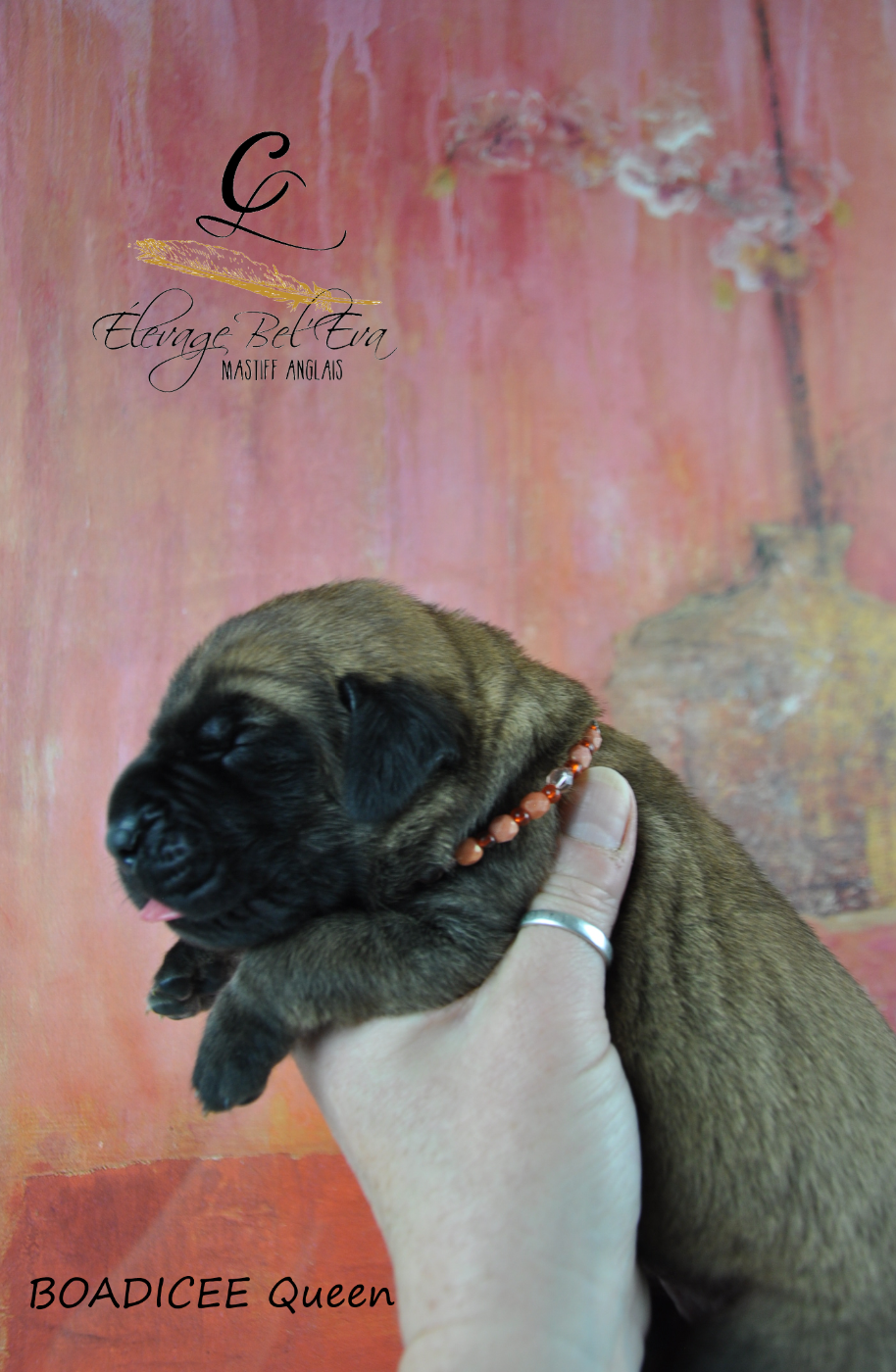 De Bel'eva - Chiots disponibles - Mastiff