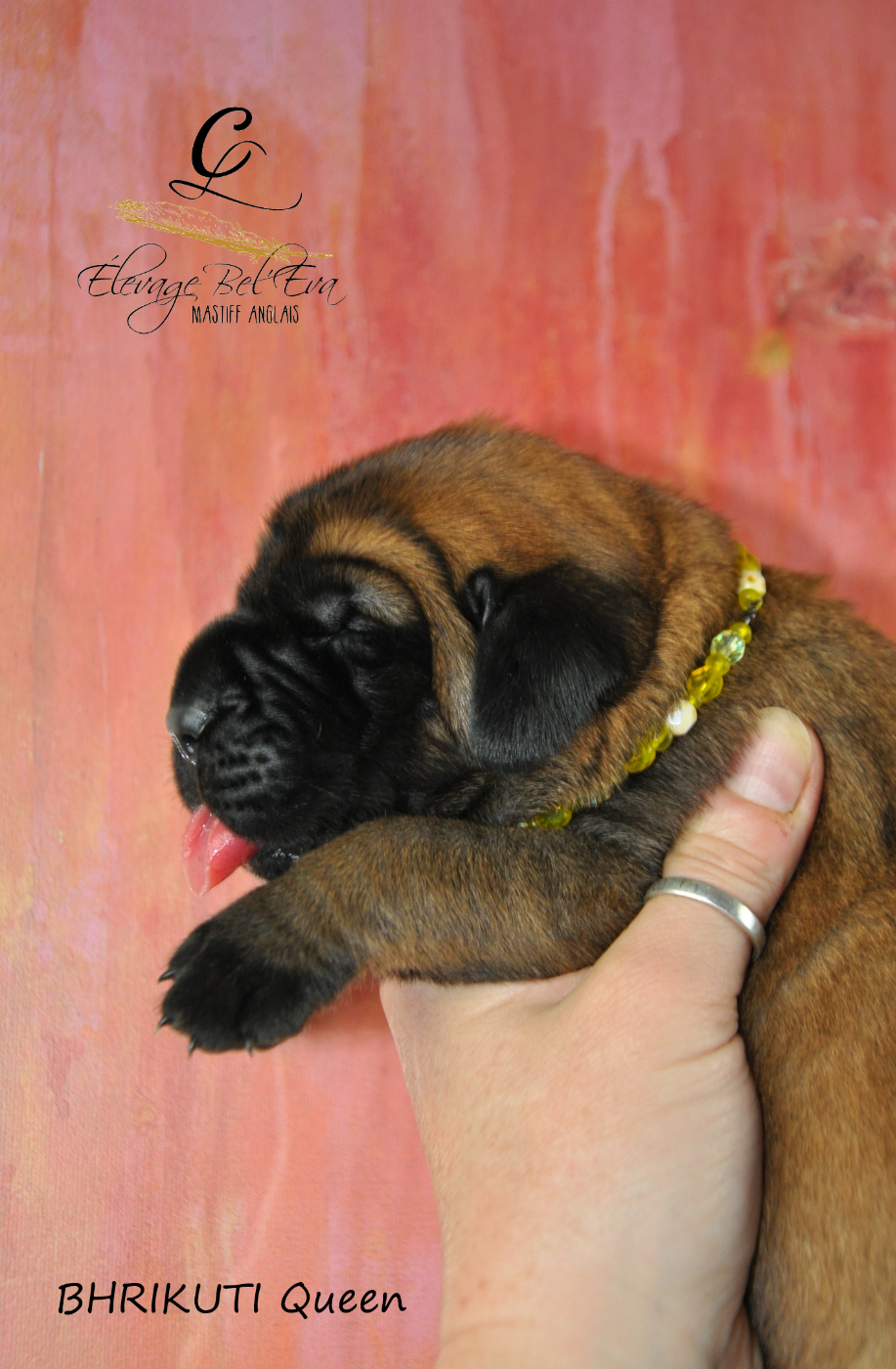De Bel'eva - Chiots disponibles - Mastiff