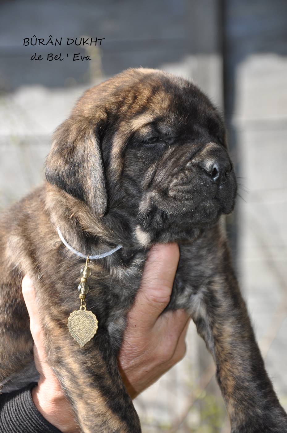 De Bel'eva - Chiots disponibles - Mastiff