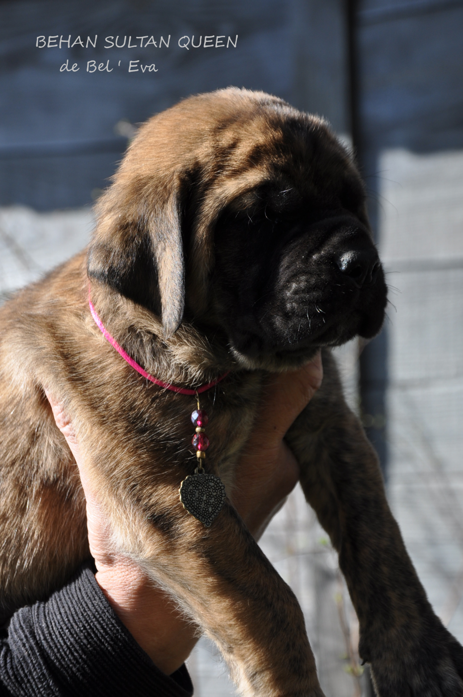 De Bel'eva - Chiots disponibles - Mastiff