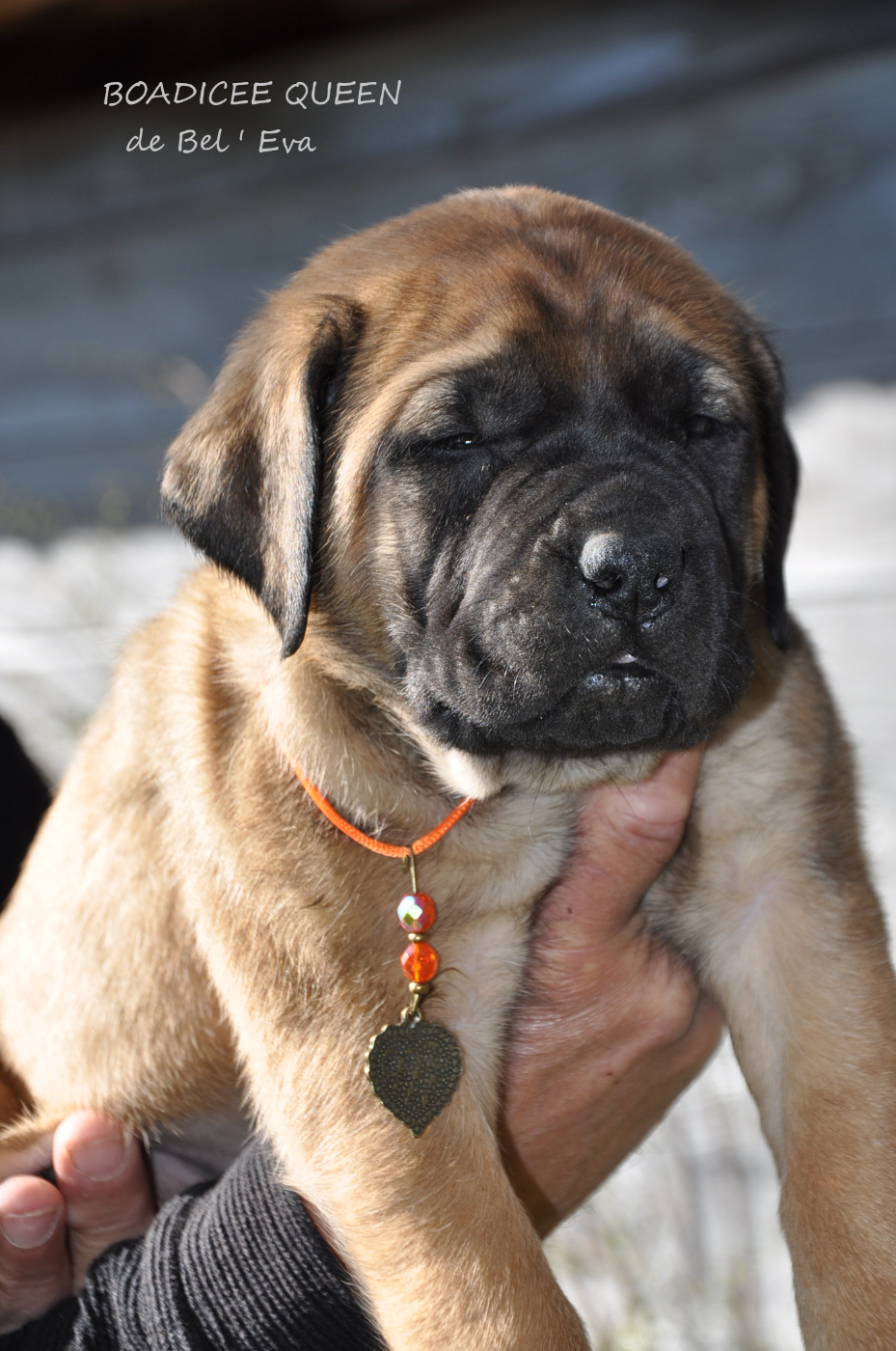 De Bel'eva - Chiots disponibles - Mastiff
