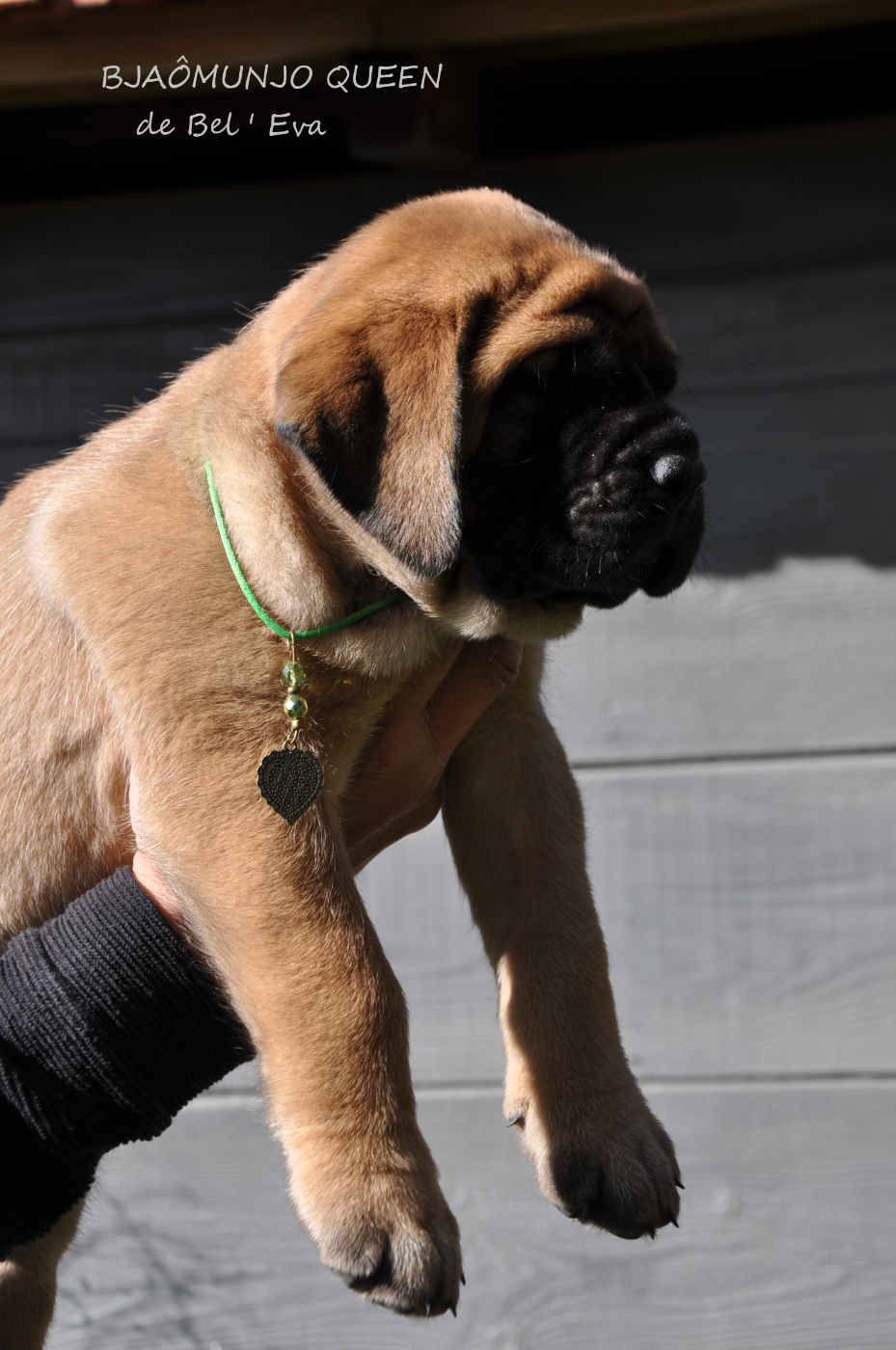 De Bel'eva - Chiots disponibles - Mastiff