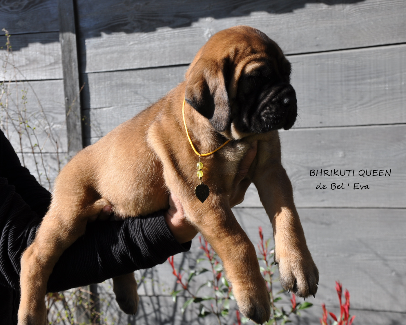De Bel'eva - Chiots disponibles - Mastiff