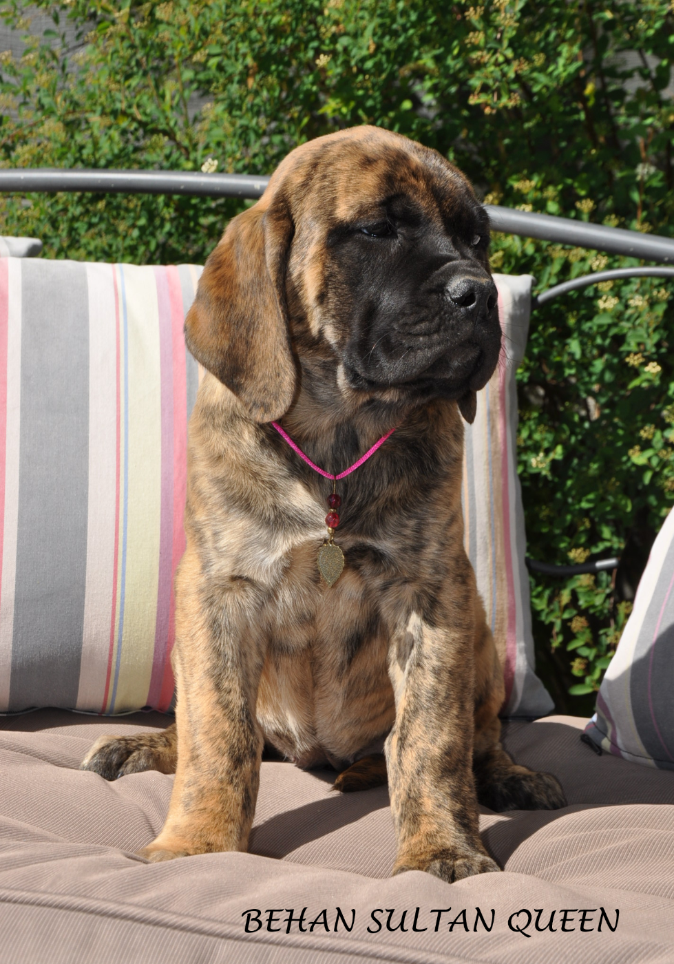 De Bel'eva - Chiots disponibles - Mastiff