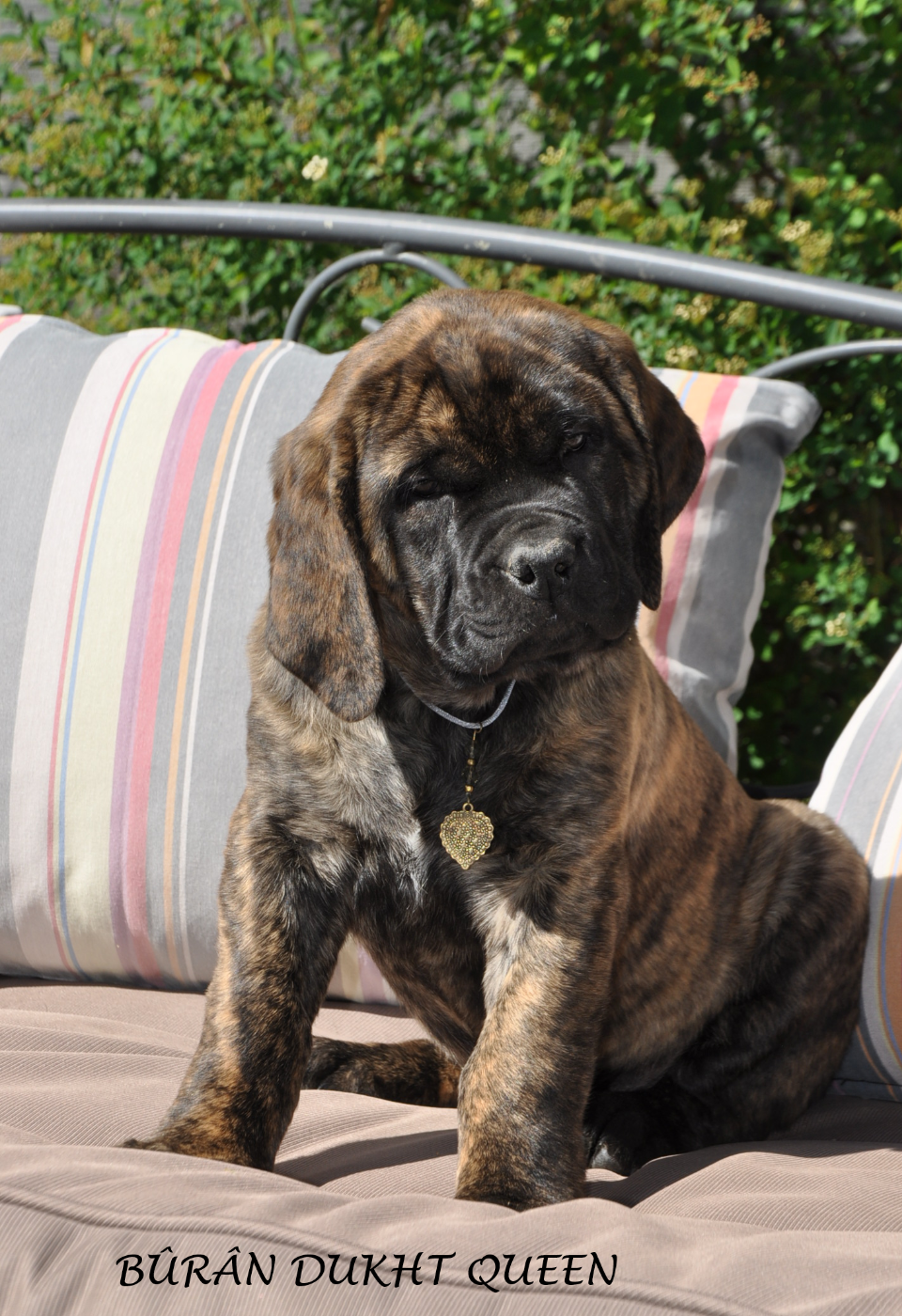 De Bel'eva - Chiots disponibles - Mastiff