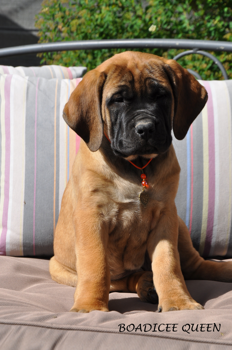 De Bel'eva - Chiots disponibles - Mastiff