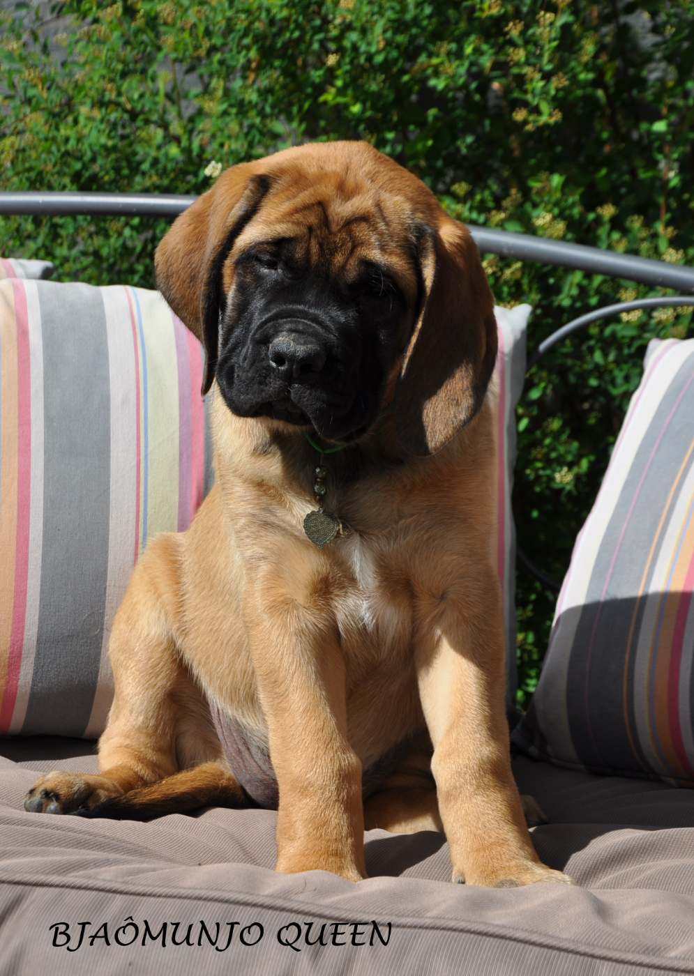 De Bel'eva - Chiots disponibles - Mastiff
