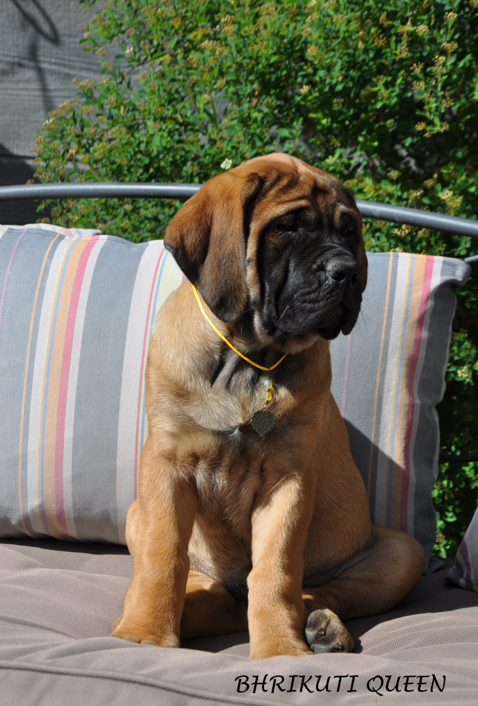 De Bel'eva - Chiots disponibles - Mastiff