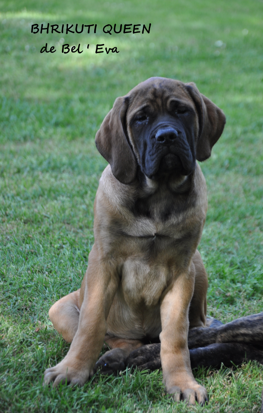 De Bel'eva - Chiots disponibles - Mastiff