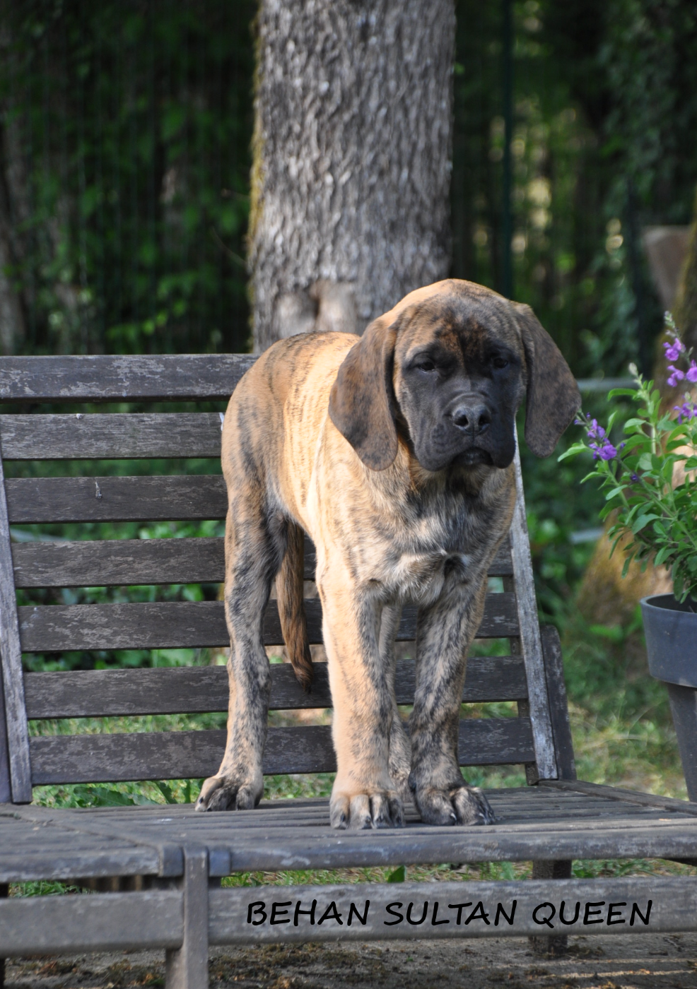 De Bel'eva - Chiots disponibles - Mastiff