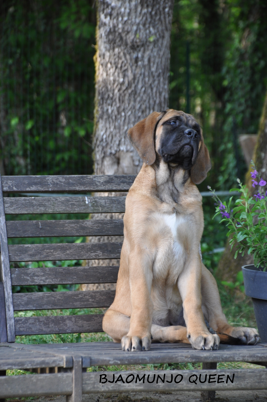 De Bel'eva - Chiots disponibles - Mastiff