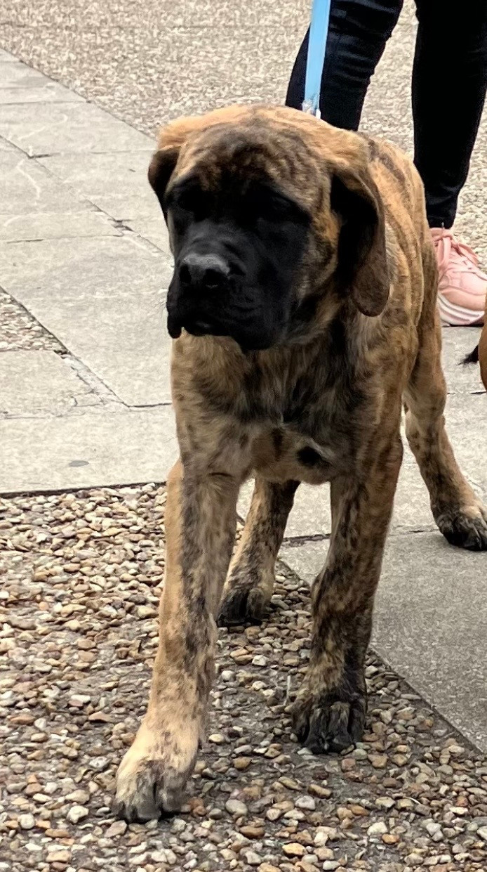 De Bel'eva - Chiots disponibles - Mastiff