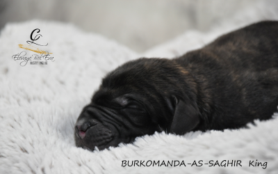 BURKOMANDA-AS-SAGHIR King