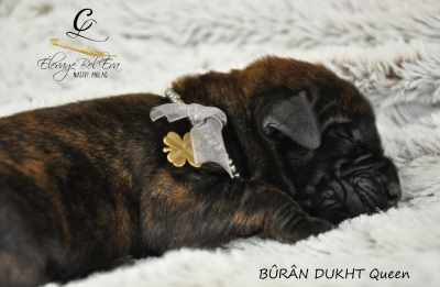 BÛRÂN DUKHT Queen