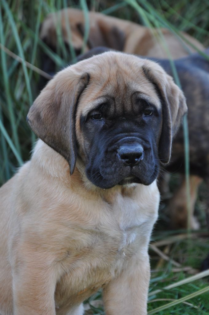De Bel'eva - Mastiff - Portée née le 16/10/2024