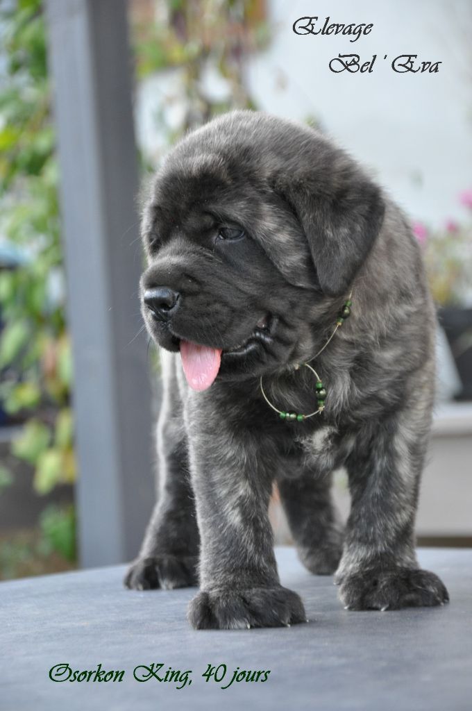 De Bel'eva - Mastiff - Portée née le 23/06/2018